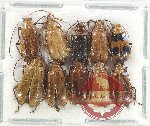 Scientific lot no. 544 Chrysomelidae (10 pcs)