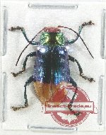 Promechus sp. 18