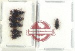 Scientific lot no. 823 Carabidae (6 pcs)