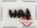 Scientific lot no. 822 Carabidae (5 pcs)