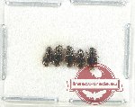 Scientific lot no. 821 Carabidae (5 pcs)