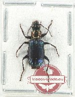 Catascopus sp. 24