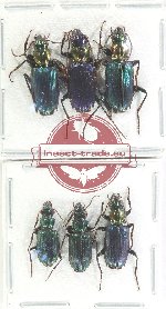 Scientific lot no. 826 Carabidae (Catascopus spp.) (6 pcs A-, A2)