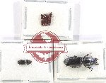 Scientific lot no. 824 Carabidae (5 pcs)