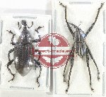 Scientific lot no. 854 Curculionidae (2 pcs)