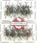 Scientific lot no. 860 Curculionidae (10 pcs)