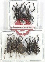 Scientific lot no. 862 Curculionidae (8 pcs)