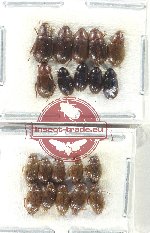 Hydrophilidae Scientific lot no. 298 (20pcs)