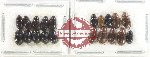 Hydrophilidae Scientific lot no. 302 (20 pcs)