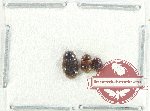 Hydrophilidae Scientific lot no. 306 (3 pcs)