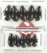 Hydrophilidae Scientific lot no. 296 (10 pcs)