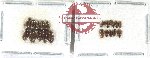Hydrophilidae Scientific lot no. 299 (20 pcs)