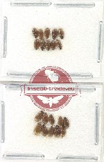 Hydrophilidae Scientific lot no. 304 (20 pcs)