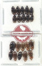 Hydrophilidae Scientific lot no. 297 (20 pcs)
