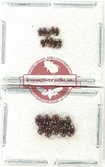 Scientific lot no. 180 Dytiscidae (20 pcs)