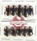 Scientific lot no. 168 Dytiscidae (10 pcs)