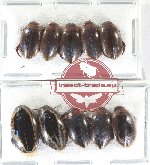 Scientific lot no. 169 Dytiscidae (10 pcs)
