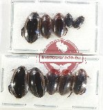 Scientific lot no. 167 Dytiscidae (10 pcs)