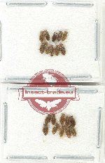 Scientific lot no. 1329 Heteroptera (20 pcs)