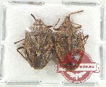 Scientific lot no. 1333 Heteroptera (2 pcs A2)