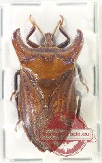 Pentatomidae sp. 64 (A2)
