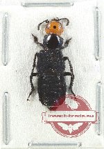 Staphylinidae sp. 18