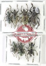 Scientific lot no. 861 Curculionidae (7 pcs A-, A2)