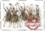 Scientific lot no. 859 Curculionidae (5 pcs A-, A2)