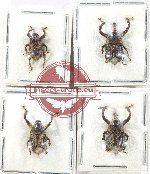 Scientific lot no. 866 Curculionidae (4 pcs)