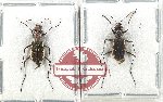 Scientific lot no. 78 Cicindelidae (2 pcs A-, A2)