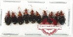Scientific lot no. 802 Carabidae (10 pcs)