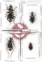 Scientific lot no. 812 Carabidae (4 pcs - 2 pcs A2)