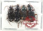 Scientific lot no. 829 Carabidae (4 pcs)