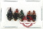 Scientific lot no. 799 Carabidae (5 pcs)