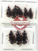 Scientific lot no. 807 Carabidae (8 pcs)
