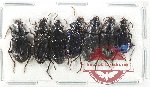 Scientific lot no. 830 Carabidae (7 pcs)