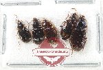 Scientific lot no. 805 Carabidae (5 pcs)