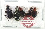 Scientific lot no. 809 Carabidae (5 pcs A2)