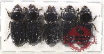 Scientific lot no. 172 Passalidae (5 pcs)