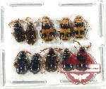 Scientific lot no. 545 Chrysomelidae (10 pcs)