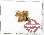 Scientific lot no. 543 Chrysomelidae (10 pcs)
