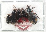 Scientific lot no. 801 Carabidae (5 pcs A2)