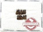 Scientific lot no. 816 Carabidae (10 pcs)