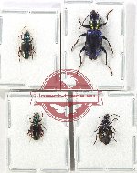 Scientific lot no. 825 Carabidae (4 pcs A, A-, A2)