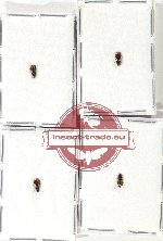 Scientific lot no. 815 Carabidae (4 pcs)