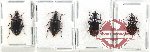 Scientific lot no. 811 Carabidae (4 pcs)