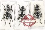 Scientific lot no. 813 Carabidae (Anthia sexmaculata) (3 pcs A-, A2)