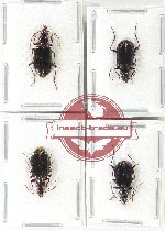 Scientific lot no. 810 Carabidae (4 pcs)