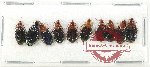 Scientific lot no. 800 Carabidae (10 pcs)