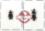 Scientific lot no. 814 Carabidae (2 pcs)